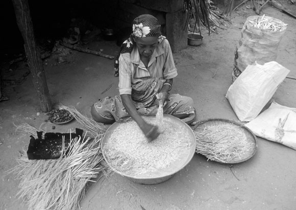 Bibi Zaidu Harvesting Rice